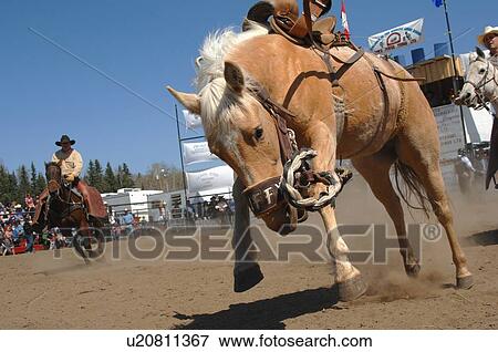 Stock Photo -  horse saddle bronc bucking western rodeo . Fotosearch