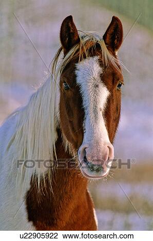 horse winter close up portrait pinto head eye View Large Photo Image Stock Image - horse winter close up portrait pinto head eye. Fotosearch