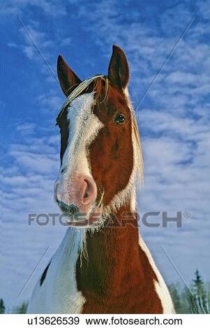 horse winter close up portrait pinto head eye View Large Photo Image Stock Photo - horse winter close up portrait pinto head eye. Fotosearch