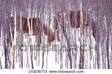 Stock Image -  horse winter two horses grazing in north hero. Fotosearch