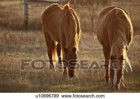 horses grazing in pasture mare domestic farm View Large Photo Image Stock Photo - horses grazing in pasture mare domestic farm. Fotosearch