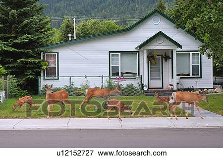 house herd mule deer foraging lawn in town park View Large Photo Image Stock Photo - house herd mule deer foraging lawn in town park. Fotosearch