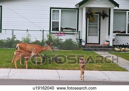 house herd mule deer foraging residents lawn View Large Photo Image Stock Image - house herd mule deer foraging residents lawn . Fotosearch