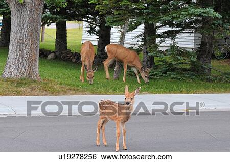 house mule deer fawn cross road standing traffic View Large Photo Image Stock Photograph - house mule deer fawn cross road standing traffic. Fotosearch