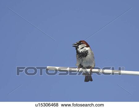 Stock Photo -  house spring nature male sparrow perched bird. Fotosearch