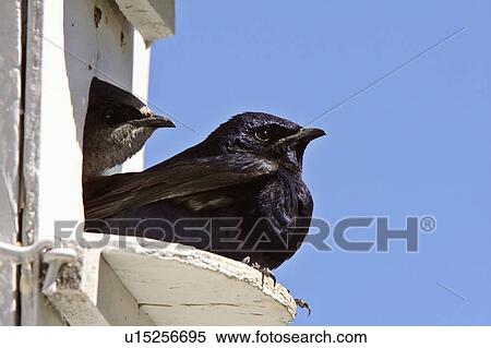 Stock Photography -  house spring purple martin pair in birdhouse. Fotosearch