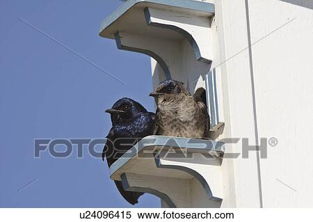 Stock Photography -  house spring purple martins pair bird complex. Fotosearch