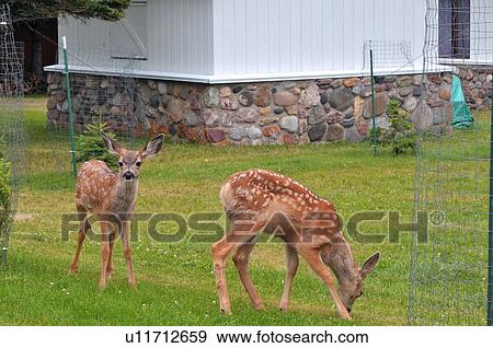 Stock Photo -  house two mule deer fawns foraging some green . Fotosearch