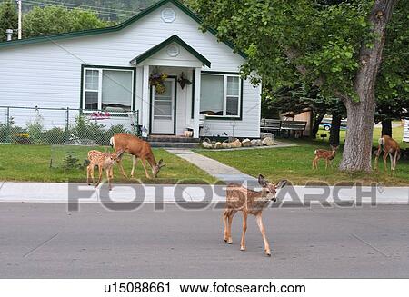 house young mule deer fawn crossing road in park View Large Photo Image Stock Image - house young mule deer fawn crossing road in park. Fotosearch