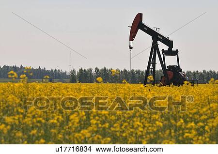 Picture -  image industrial pump jack pumping crude oil . Fotosearch