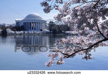 Stock Photograph -  jefferson memorial washington dc usa cherry. Fotosearch
