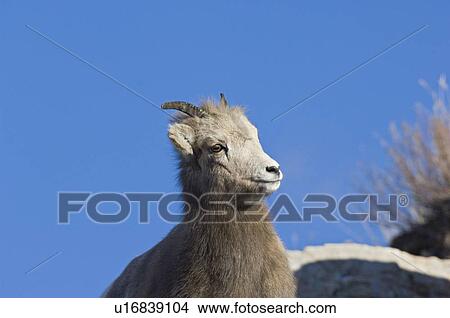kid young female rocky mountain bighorn sheep View Large Photo Image Picture - kid young female rocky mountain bighorn sheep. Fotosearch