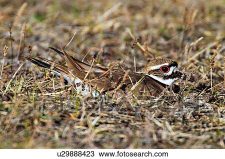 killdeer bird sitting in nest ground blending 1 View Large Photo Image Stock Image - killdeer bird sitting in nest ground blending 1. Fotosearch