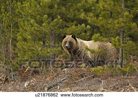 large adult female grizzly bear walking row pine View Large Photo Image Stock Image - large adult female grizzly bear walking row pine. Fotosearch