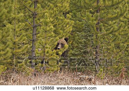 large adult female grizzly bear peeking out some View Large Photo Image Stock Photo - large adult female grizzly bear peeking out some. Fotosearch