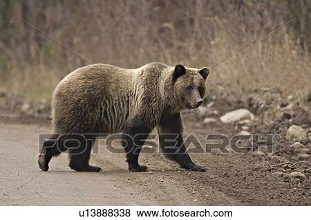 large adult female grizzly bear crossing rural View Large Photo Image Stock Photo - large adult female grizzly bear crossing rural. Fotosearch