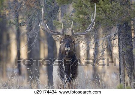 large bull elk standing head in afternoon light View Large Photo Image Picture - large bull elk standing head in afternoon light. Fotosearch
