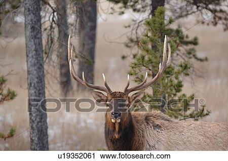 large bull elk standing head in afternoon light View Large Photo Image Stock Image - large bull elk standing head in afternoon light. Fotosearch