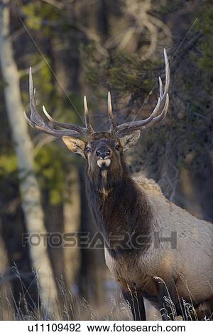 large bull elk standing in soft warm afternoon View Large Photo Image Stock Image - large bull elk standing in soft warm afternoon. Fotosearch