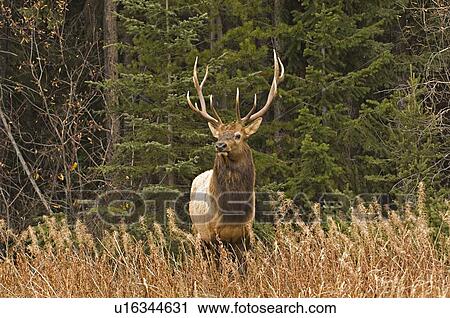 Stock Image -  large bull elk standing in wooded area looking. Fotosearch