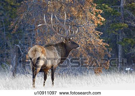 large bull elk standing looking away in soft View Large Photo Image Stock Photo - large bull elk standing looking away in soft. Fotosearch