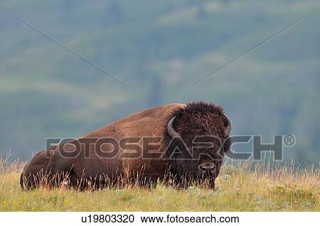 Stock Image -  large male bison bull lying in some warm grass. Fotosearch