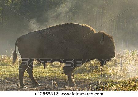 large male bison standing in dust bath area View Large Photo Image Stock Image - large male bison standing in dust bath area. Fotosearch