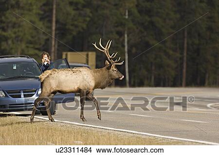 large male bull elk crossing in front lady View Large Photo Image Picture - large male bull elk crossing in front lady. Fotosearch