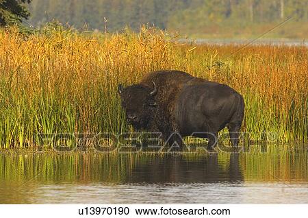 Stock Image -  male bison standing in some tall autumn colored. Fotosearch