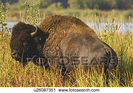 Stock Image -  male bison standing in some tall autumn colored. Fotosearch