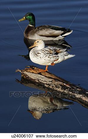 mallard ducks male female anas painet View Large Photo Image Stock Photo - mallard ducks male female anas painet. Fotosearch
