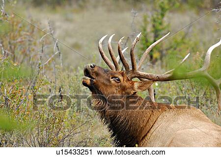 Stock Image -  mature bull elk calling in rutting season mate. Fotosearch