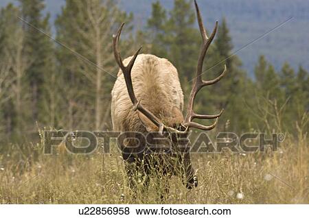mature bull elk feeding some green wild grasses View Large Photo Image Stock Photo - mature bull elk feeding some green wild grasses. Fotosearch