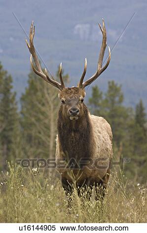 mature bull elk showing agressive behavior View Large Photo Image Stock Photography - mature bull elk showing agressive behavior . Fotosearch