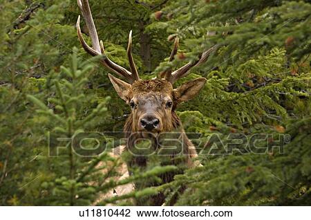 mature bull elk standing behind some fir spruce View Large Photo Image Stock Image - mature bull elk standing behind some fir spruce. Fotosearch