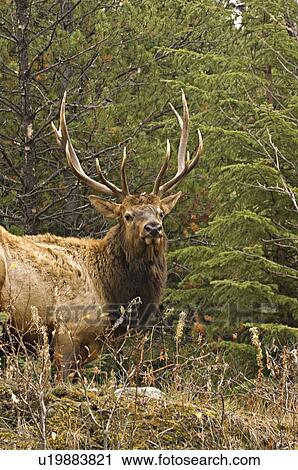 mature bull elk standing in wooded area looking View Large Photo Image Stock Image - mature bull elk standing in wooded area looking. Fotosearch