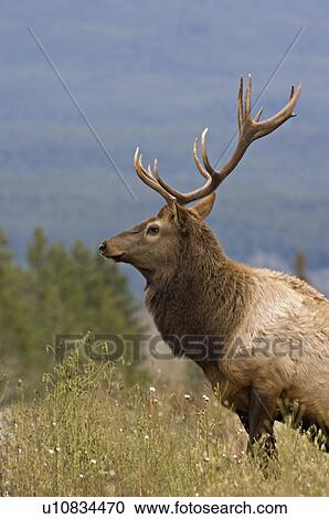 mature bull elk standing looking side 179 wapti View Large Photo Image Stock Image - mature bull elk standing looking side 179 wapti. Fotosearch