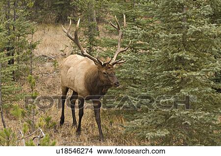 mature bull elk walking through wooded section View Large Photo Image Picture - mature bull elk walking through wooded section. Fotosearch