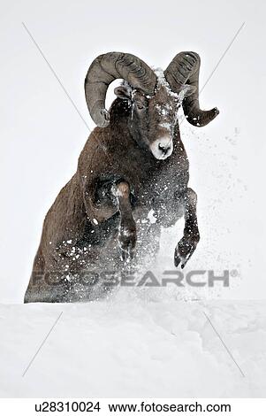 mature rocky mountain bighorn ram jumping fallen View Large Photo Image Picture - mature rocky mountain bighorn ram jumping fallen. Fotosearch