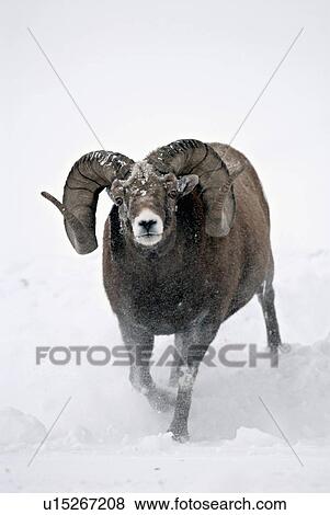 mature rocky mountain bighorn ram running fallen View Large Photo Image Stock Photo - mature rocky mountain bighorn ram running fallen. Fotosearch