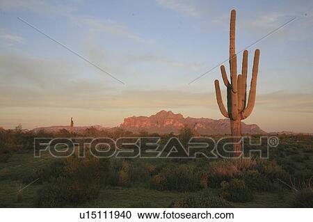 Stock Image -  mountains arizona deseert mountain suaro cactus. Fotosearch