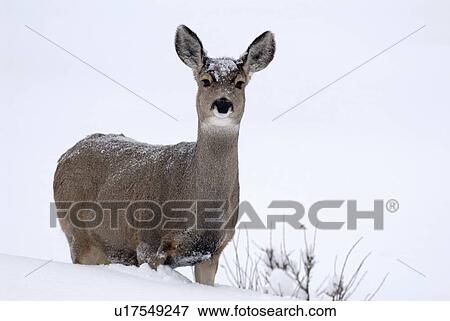 mule deer doe standing in freshly falling snow View Large Photo Image Stock Photo - mule deer doe standing in freshly falling snow. Fotosearch