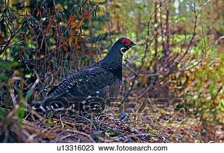 nature adult male franklin varity spruce grouse View Large Photo Image Stock Image - nature adult male franklin varity spruce grouse. Fotosearch
