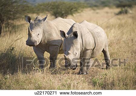 Stock Image -  nature africa northen kwazulu natal phinde south. Fotosearch