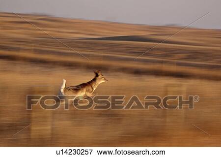 nature blurred image white tailed deer leaping View Large Photo Image Stock Photo - nature blurred image white tailed deer leaping. Fotosearch