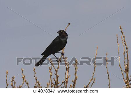 Stock Photo -  nature brown headed cowbird perched branch. Fotosearch