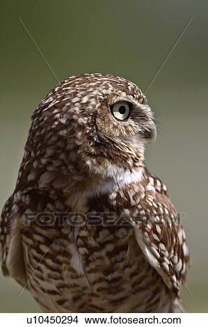nature burrowing owl looking away striped adult View Large Photo Image Picture - nature burrowing owl looking away striped adult. Fotosearch