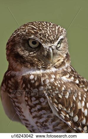 nature burrowing owl looking away striped adult View Large Photo Image Stock Image - nature burrowing owl looking away striped adult. Fotosearch