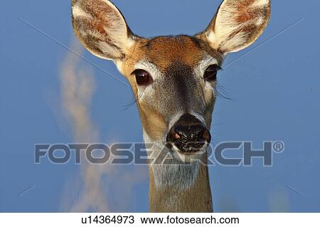nature closeup white tailed deer doe close up View Large Photo Image Stock Image - nature closeup white tailed deer doe close up. Fotosearch