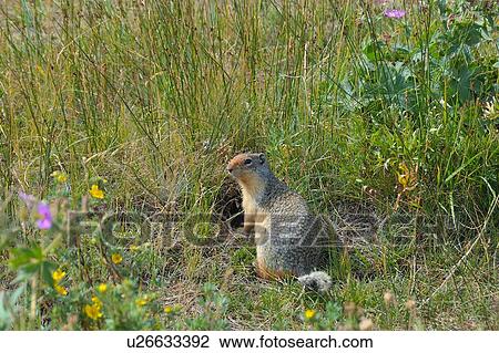 Stock Image -  nature columbian ground squirrel sitting den. Fotosearch